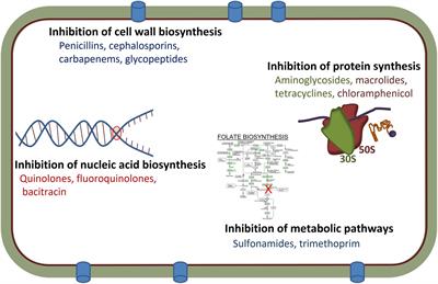 The Dynamics of the Antimicrobial Resistance Mobilome of Salmonella enterica and Related Enteric Bacteria